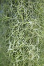 Spanish moss, Tillandsia usneoides Royalty Free Stock Photo