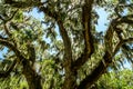 Spanish Moss Tree in South Carolina Royalty Free Stock Photo