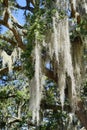 Spanish moss in tree Royalty Free Stock Photo