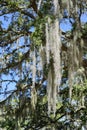 Spanish moss in tree