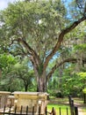 Spanish Moss trees Royalty Free Stock Photo