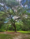 Spanish Moss trees Royalty Free Stock Photo