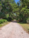 Spanish Moss Trees Royalty Free Stock Photo