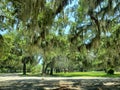 Spanish Moss Trees Royalty Free Stock Photo