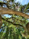 Spanish Moss Trees Royalty Free Stock Photo