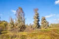 Spanish moss trees in a swamp in the Fall Royalty Free Stock Photo