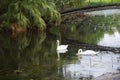 Spanish Moss on the trees and swans in the city park of New Orleans Louisiana USA Royalty Free Stock Photo