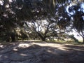 Spanish Moss in Beaufort