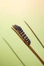 A Spanish Moth Caterpillar crawling on a stick