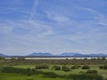 Spanish Mountains around the Lagoon of Fuente de Piedra in April, with the lush halophyte Vegetation surrounding the lake margins