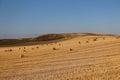 Spanish-spanish mowed field of Spain with straw collected in bales