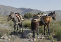 Spanish mules