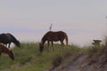 Spanish Mustang on the beach Corolla North Carolina 25 Royalty Free Stock Photo