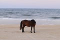 Spanish Mustang on the beach Corolla North Carolina 6 Royalty Free Stock Photo