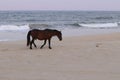 Spanish Mustang on the beach Corolla North Carolina 110 Royalty Free Stock Photo