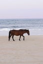 Spanish Mustang on the beach Corolla North Carolina 13210 Royalty Free Stock Photo