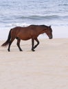 Spanish Mustang on the beach Corolla North Carolina 1 Royalty Free Stock Photo