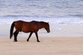 Spanish Mustang on the beach Corolla North Carolina 2 Royalty Free Stock Photo