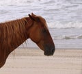 Spanish Mustang on the beach Corolla North Carolina 3 Royalty Free Stock Photo