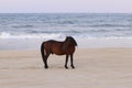 Spanish Mustang on the beach Corolla North Carolina 9 Royalty Free Stock Photo