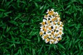 Spanish needles or Bidens alba flowers set as egg shape