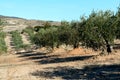 Spanish olive grove. Olive`s tree is growing in mediterranean garden ready to harvest, soft focus