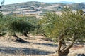 Spanish olive grove. Olive`s tree is growing in mediterranean garden ready to harvest