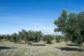 Spanish olive grove landscape source of extra virgin olive oil. Royalty Free Stock Photo