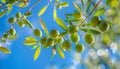 Spanish olive tree close up of green olives on branch on sunny day, captured in detail Royalty Free Stock Photo