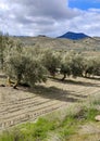 Spanish olive trees Royalty Free Stock Photo