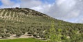 Spanish olive trees Royalty Free Stock Photo