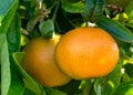 Spanish oranges