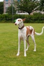 Spanish Podenco Royalty Free Stock Photo