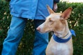 Spanish Podenco with owner Royalty Free Stock Photo
