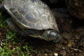 Spanish pond turtle Royalty Free Stock Photo