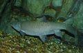 Iberian chub. Squalius pyrenaicus. Royalty Free Stock Photo