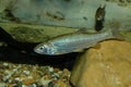 Iberian chub. Squalius pyrenaicus. Royalty Free Stock Photo