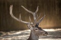 Spanish red deer Cervus elaphus hispanicus Royalty Free Stock Photo