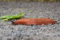 Spanish red slug