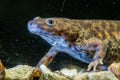 Spanish ribbed newt Pleurodeles waltl , also known as the Iberian ribbed newt. Wildlife animal