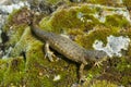 Spanish ribbed newt Pleurodeles waltl Royalty Free Stock Photo