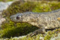 Spanish ribbed newt Pleurodeles waltl Royalty Free Stock Photo