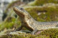 Spanish ribbed newt Pleurodeles waltl Royalty Free Stock Photo