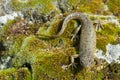 Spanish ribbed newt, Pleurodeles waltl Royalty Free Stock Photo