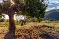 Spanish rural landscape with chestnuts fallen under chestnut tree.