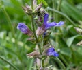 Spanish sage Salvia lavandulifolia Vahl is a subshrub native to Spain and southern France. Botanical garden kit Karlsruhe, Baden