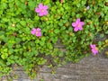 Spanish Shawl, also called Trailing Dwarf Tibouchina, in pink pu Royalty Free Stock Photo