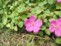 Spanish Shawl Flower