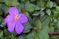 Spanish shawl flower, Schizocentron elegans, on garden