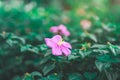 Spanish shawl is flowering groundcover plant blooming, Pink petals blossom on dark green leaves